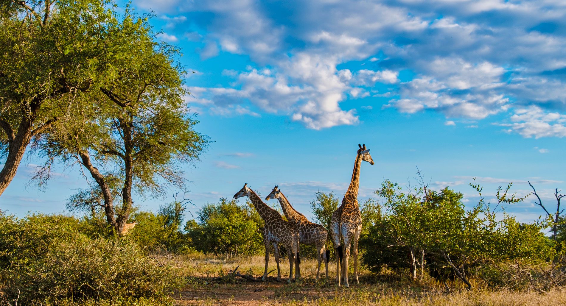 Kruger National Park, South Africa