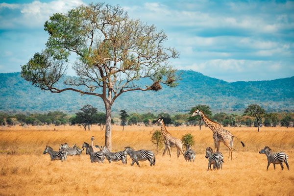 Tarangire National Park